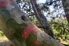 Pinus-bungeana-kerge