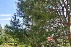 Pinus-bungeana-platankergu-diofenyo-1