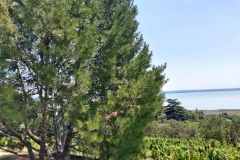 Pinus-bungeana-platankergu-diofenyo-2