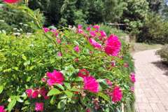 Talajtakaro-rozsak-a-tamfalon