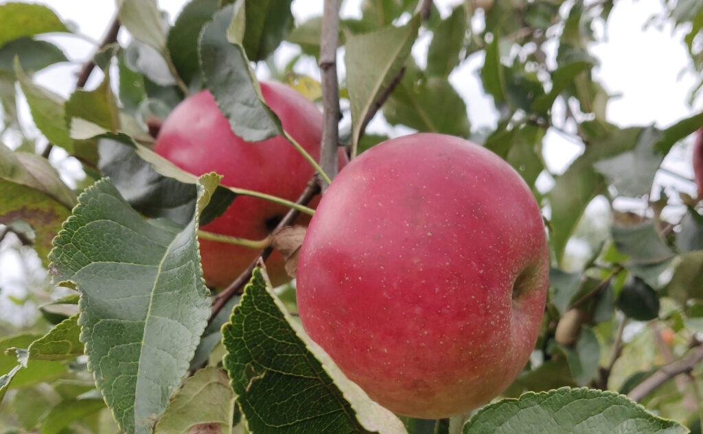 Hogyan (ne) vásárolj gyümölcsfa csemetét 4. Hogyan (ne) vásárolj gyümölcsfa csemetét 4.