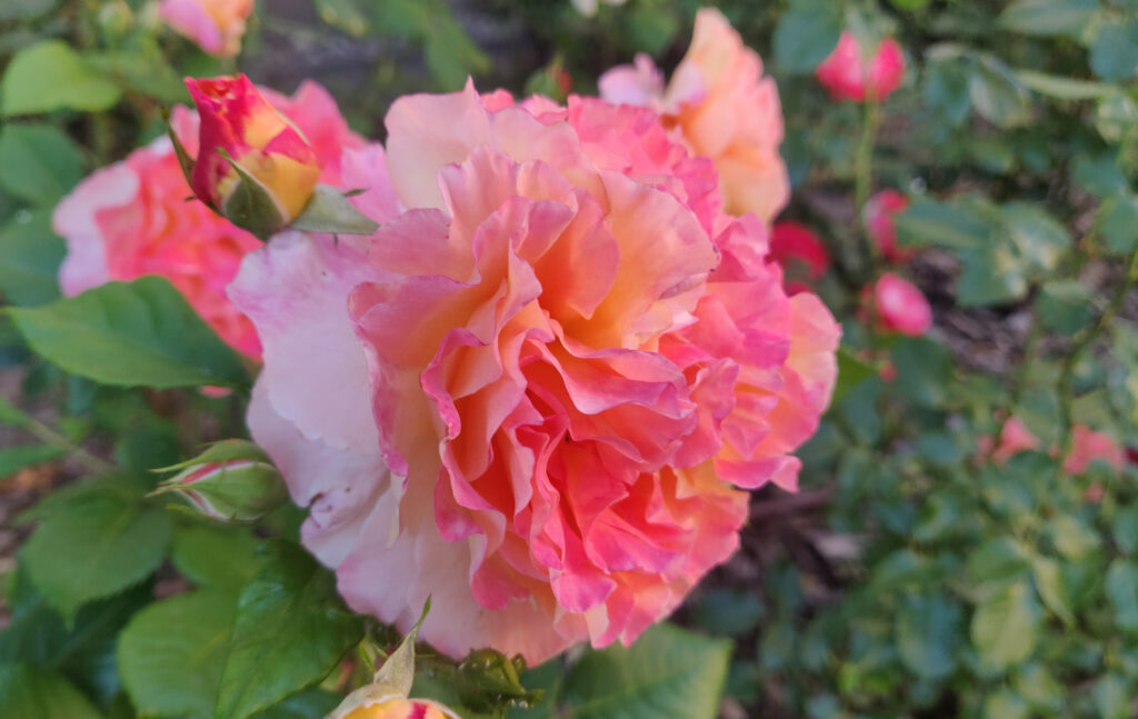 Rózsakerti börze – október 22-23. Rózsakerti börze – október 22-23.