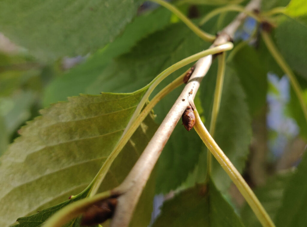 Hogyan (ne) vásárolj gyümölcsfa csemetét 7.