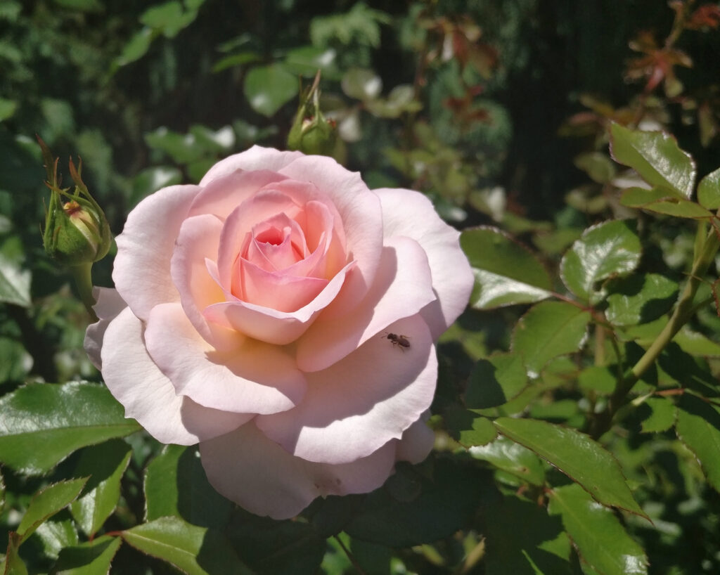 Budatétényi Rózsafesztivál 2023 június 3-4